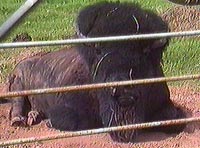 Buffalo Gal Won't You Come Out Tonignt