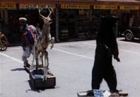 Dead animals