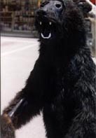 Mangy Bear