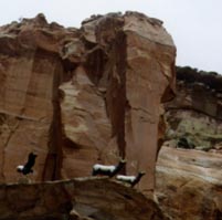 Animals on Rocks